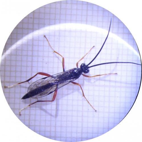 Réf. 281 813 : Buathra sp.